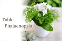 Table Phalaenopsis
