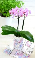画像5: Original  Phalaenopsis -Pink-
