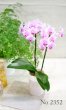 画像2: Original  Phalaenopsis -Pink- (2)