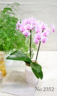 画像2: Original  Phalaenopsis -Pink-