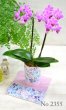 画像4: Original  Phalaenopsis -Pink- (4)