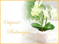 Original  Phalaenopsis -Yellow ・ Orange -