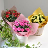   Flower Pot  Carnation  (Pink)