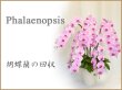 画像1: 胡蝶蘭　回収 (1)