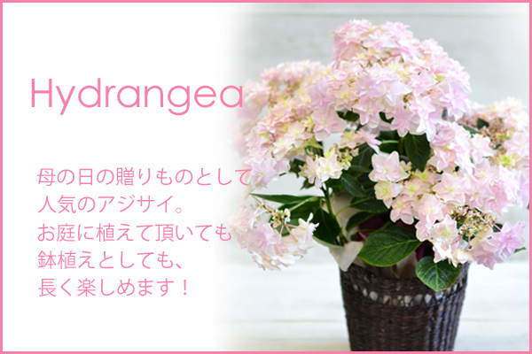 Hydrangea -Light Pink -