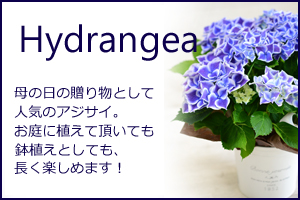 Hydrangea -Blue-