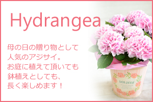 Hydrangea - Pink-