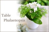 画像: Table Phalaenopsis