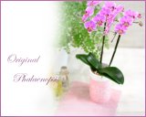 画像: Original  Phalaenopsis -Pink-