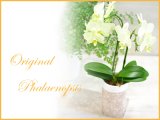 画像: Original  Phalaenopsis -Yellow ・ Orange -
