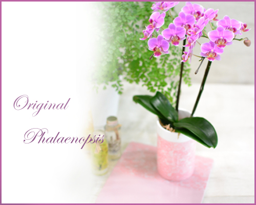 画像1: Original  Phalaenopsis -Pink-
